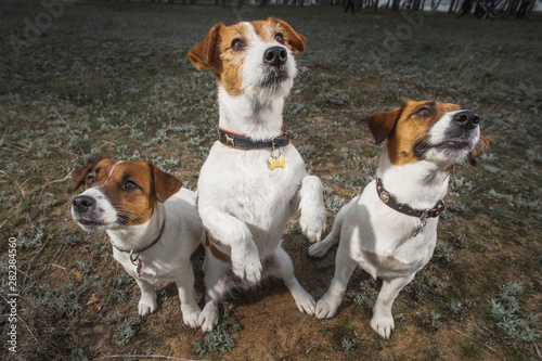 jack russell terrier dog