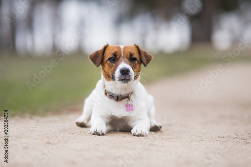 jack russell terrier dog