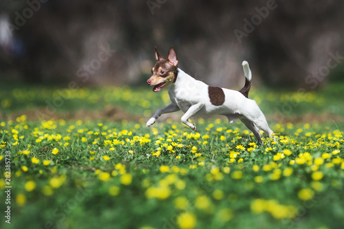 toy fox terrier dog