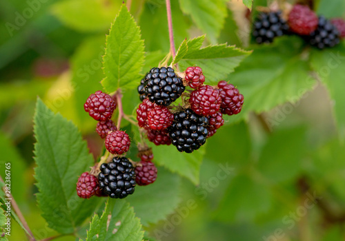 Blackberry bush. Ripe and green berries. A background of green foliage is backlit by the rays of the sun.