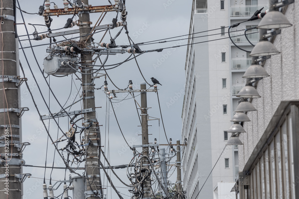 a crow and a nest on utility pole in Japan