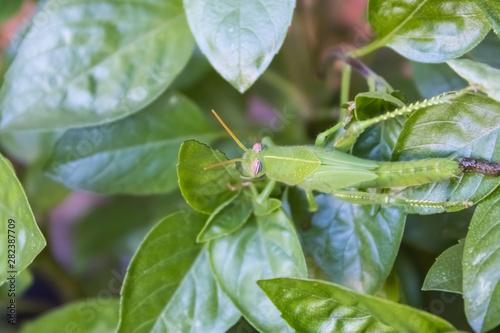 Grasshoper in the garden(Acrididae family)eating basil leaves - Image