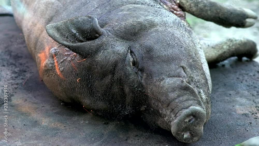 A man burns with fire and removes the skin from a pig. Black Vietnamese pig. Preparing for cutting into pieces. Meat processing plant. Pig farm. Carcass of a pig. Dead animal. People kill animals A man burns with fire and removes the skin from a pig. Black Vietnamese pig. Preparing for cutting into pieces. Meat processing plant. Pig farm. Carcass of a pig. Dead animal. People kill animals