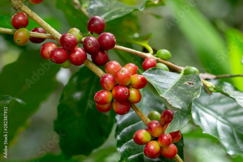 Fresh Arabica Coffee beans ripening on tree in North of thailand