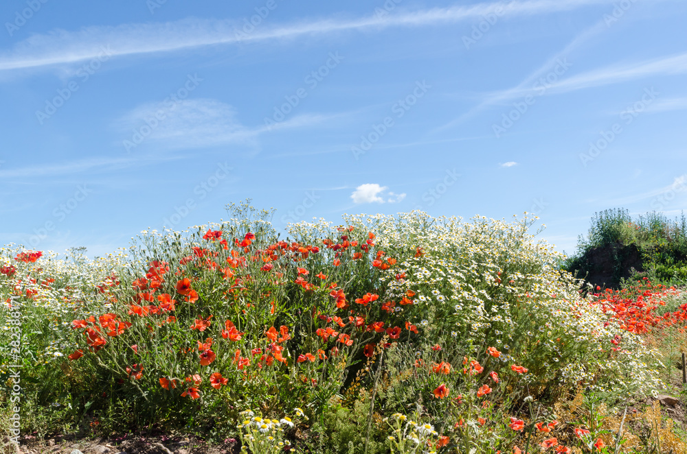 Beautiful summer flowers, poppies and chamomile flowers