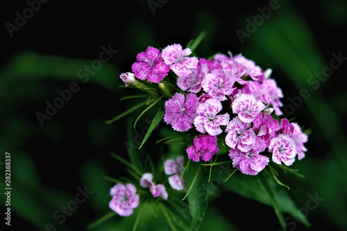 pink and purple flowers