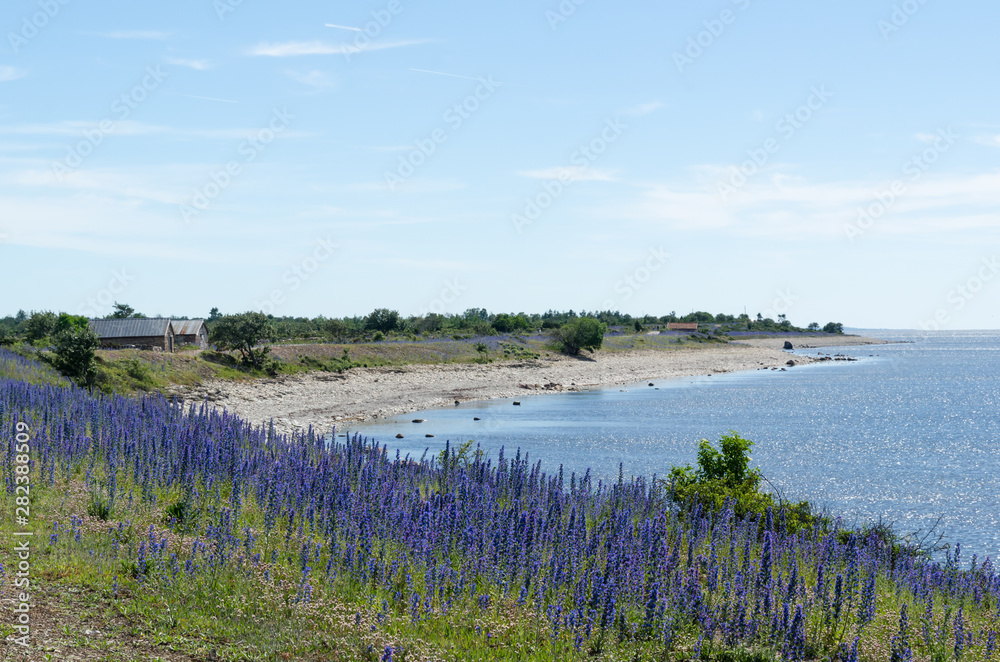 Blossom Blueweed flowers by a bay of the Baltic Sea