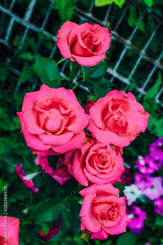 Pink with white rose flower blooming in the garden of green background. Texture or text space Pink with white rose flower blooming in the garden of green background. Texture or text space