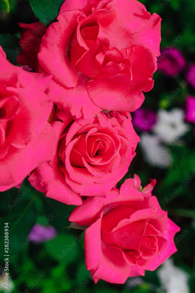 Pink with white rose flower blooming in the garden of green background. Texture or text space Pink with white rose flower blooming in the garden of green background. Texture or text space