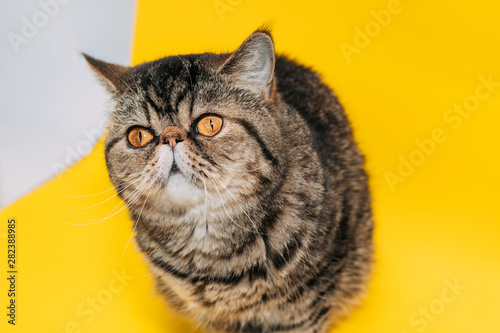 Fototapeta Naklejka Na Ścianę i Meble -  exotic shorthair cat with yellow eyes on a yellow background. tabby