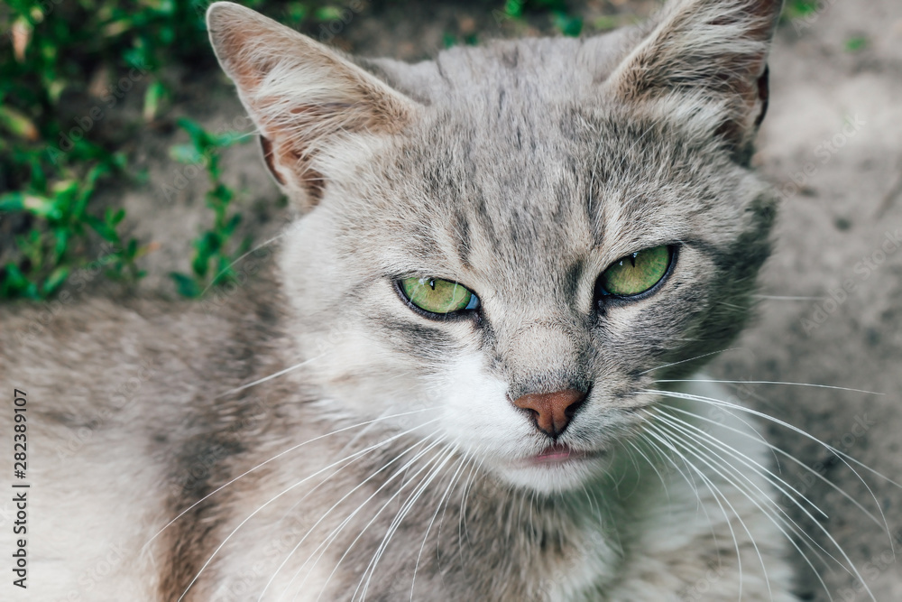 Homeless cat looks into the frame. Photo of a cat near. Gray cat with green eyes