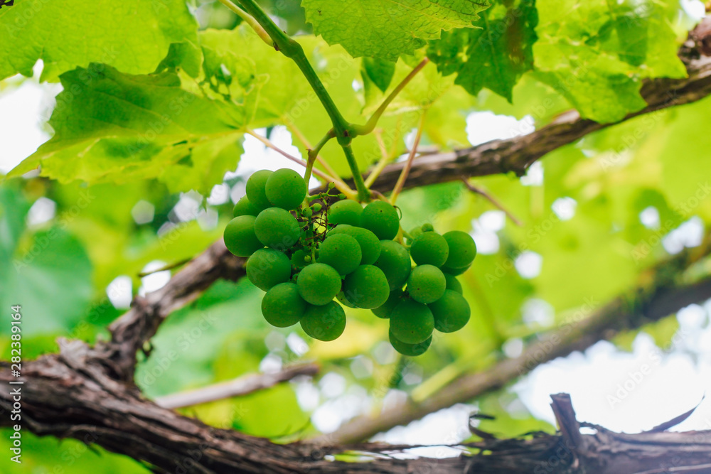 Unripe green bunches of grapes. Green grapes on a background of green leaves