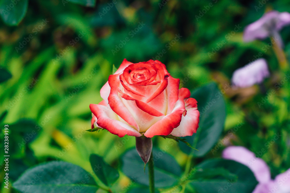two-tone white rose with red in the garden on a green background. view from above. space for text