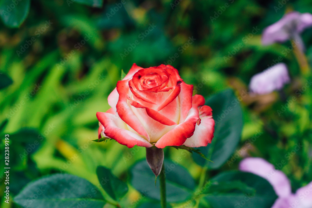 two-tone white rose with red in the garden on a green background. view from above. space for text two-tone white rose with red in the garden on a green background. view from above. space for text