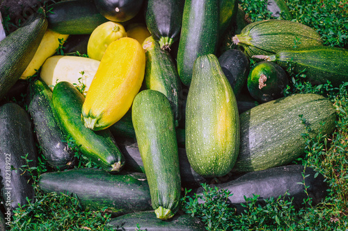 a bunch of zucchini lies on the grass. Yellow and green zucchini