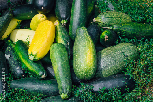 a bunch of zucchini lies on the grass. Yellow and green zucchini