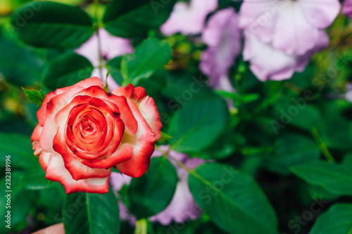 two-tone white rose with red in the garden on a green background. view from above. space for text