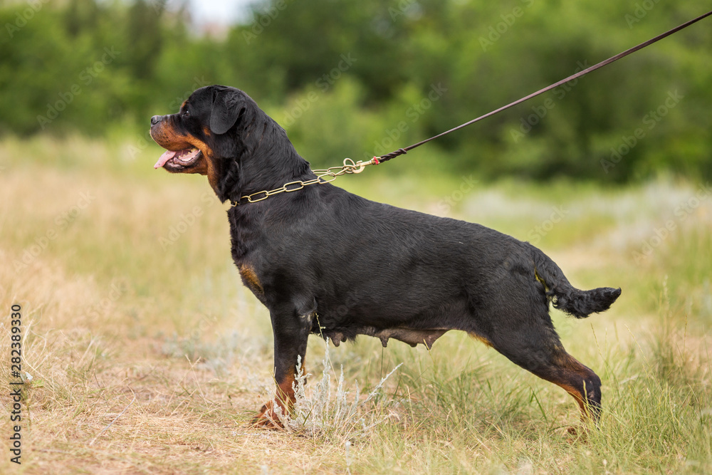 rottweiler dog animal portrait