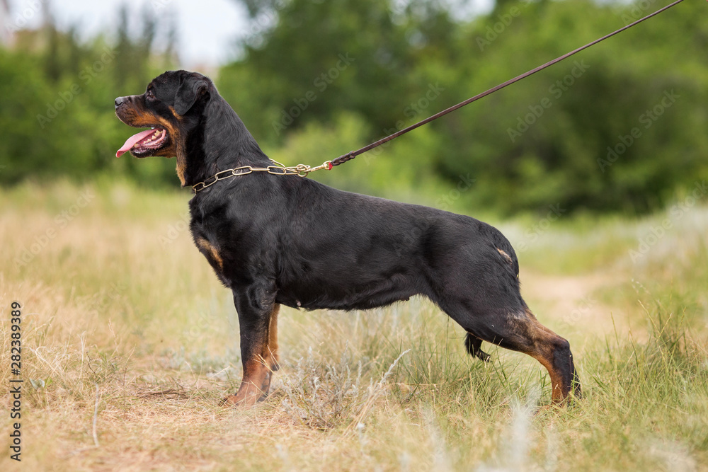 rottweiler dog animal portrait rottweiler dog animal portrait