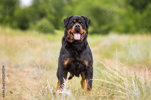 rottweiler dog animal portrait