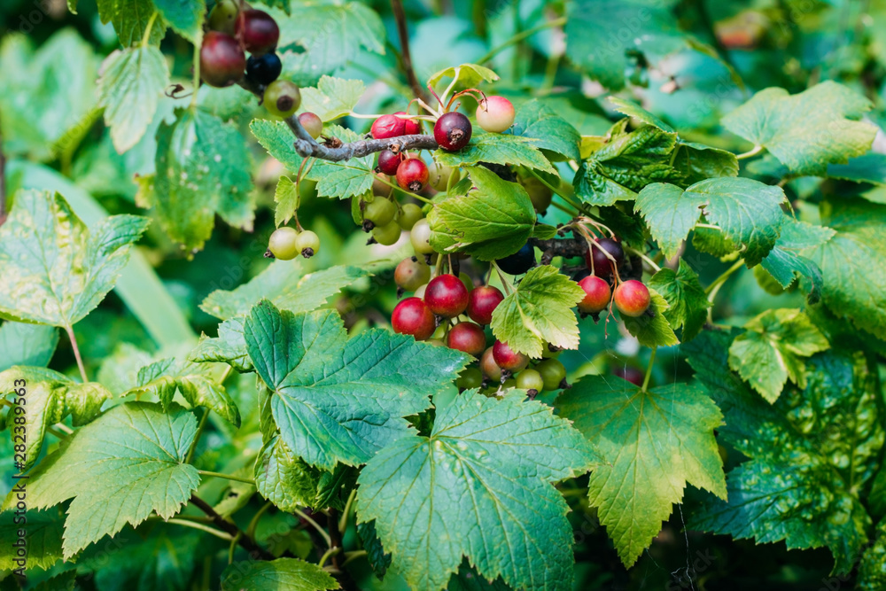 Unripe and mature black currant on a bush close-up. Vintage black currant in the garden Unripe and mature black currant on a bush close-up. Vintage black currant in the garden