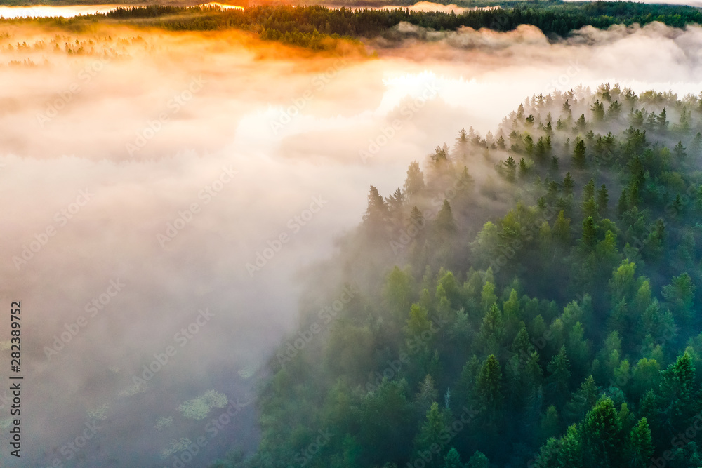 Thick fog flows into green forest at sunrise. Charming morning concept