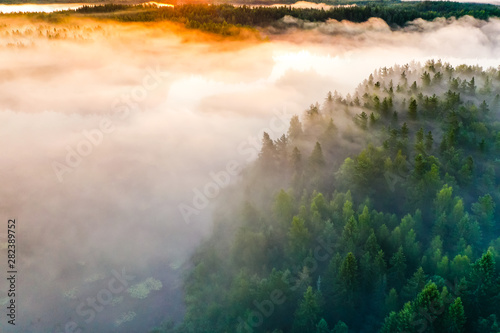 Thick fog flows into green forest at sunrise. Charming morning concept © korsarid