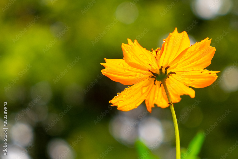 Yellow Cosmos flower on rainy day with blur background. Yellow Cosmos flower on rainy day with blur background.