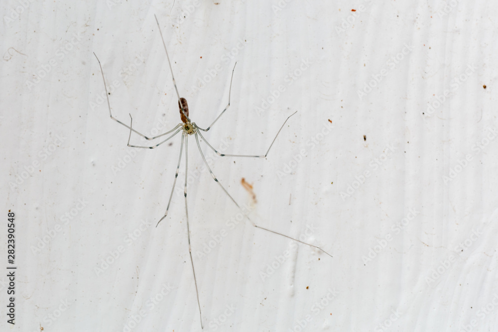 Araña de patas largas con el fondo blanco. Pholcus phalangioides. Araña de patas largas con el fondo blanco. Pholcus phalangioides.
