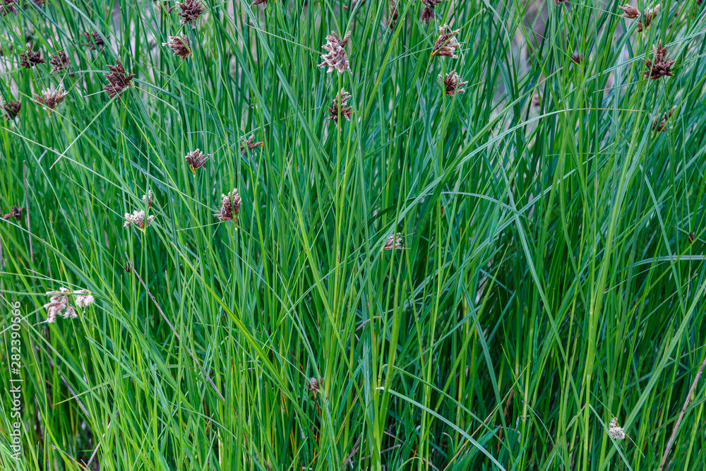 Cyperus longus. Juncia loca. Vegetación humedal. Cyperus longus. Juncia loca. Vegetación humedal.