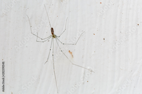 Araña de patas largas con el fondo blanco. Pholcus phalangioides.