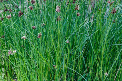 Cyperus longus. Juncia loca. Vegetación humedal.