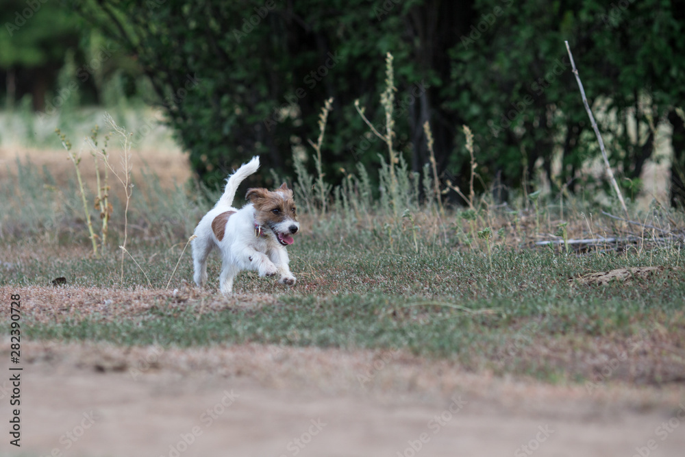 jack russell terrier dog animal