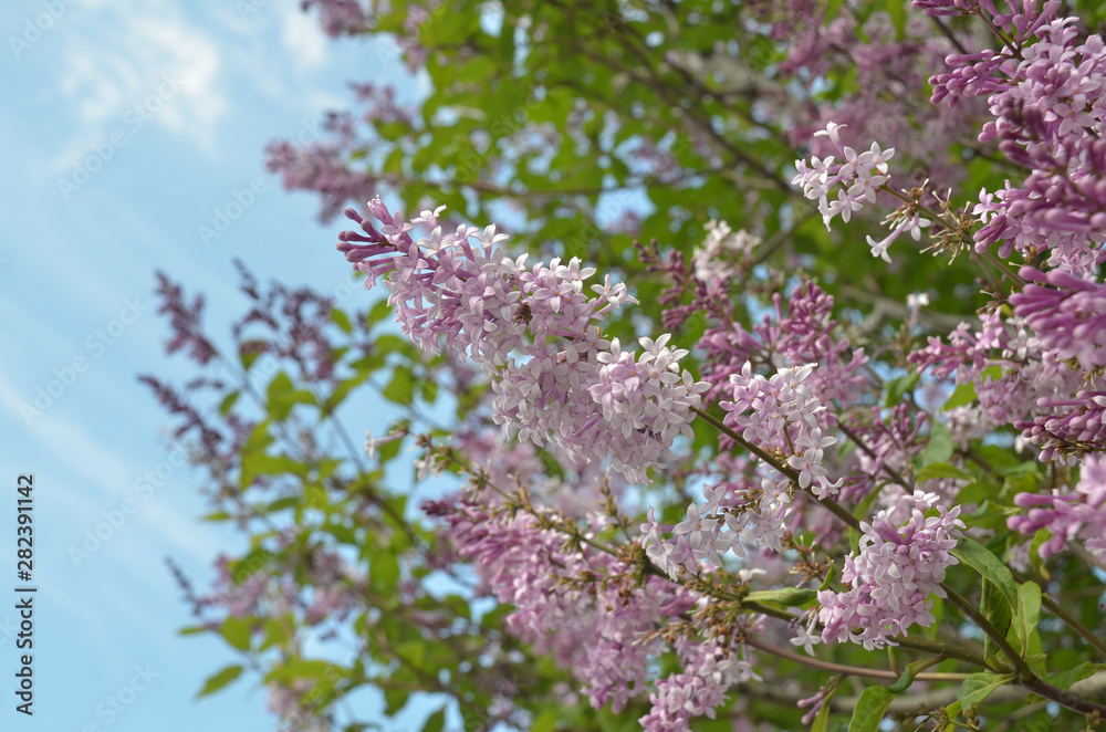 Clusters of blooming lilac against the blue summer sky