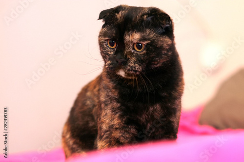 Scottish fold tortoiseshell cat sitting on the bed on a pink blanket