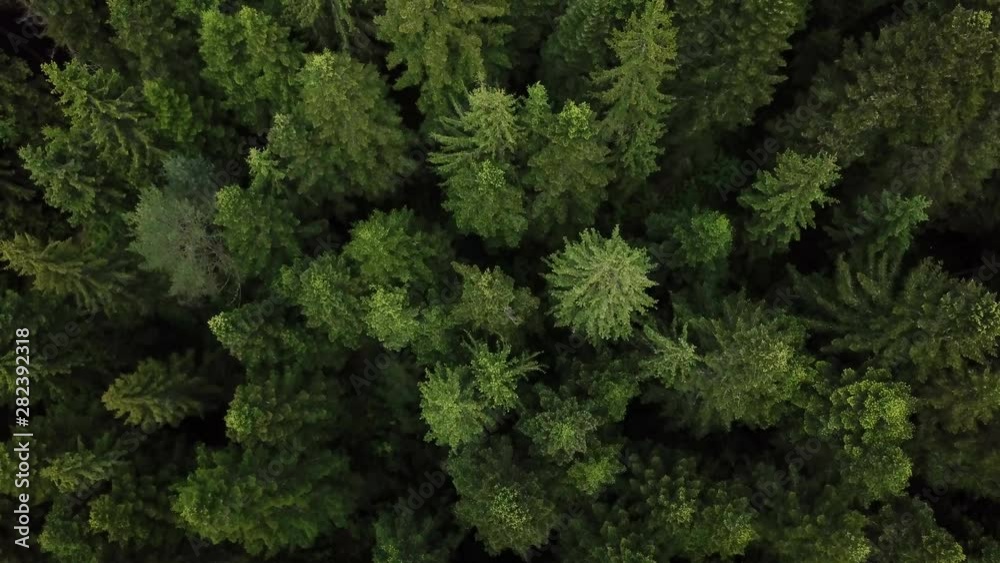 Aerial view of a beautiful forest of Douglas fir trees Aerial view of a beautiful forest of Douglas fir trees