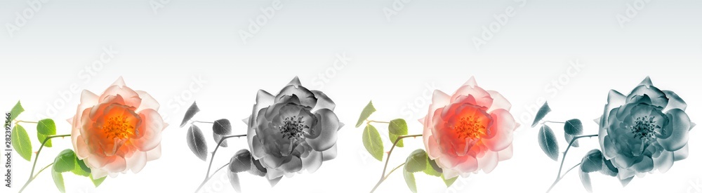 High resolution floral panoramic photographic montage of Rose. Each image has been individually colour graded, and can be used as one high res file, or cropped and used as single images. - obrazy, fototapety, plakaty 