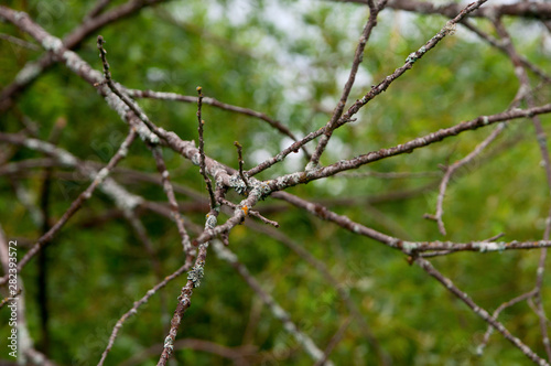 sprigs of nature