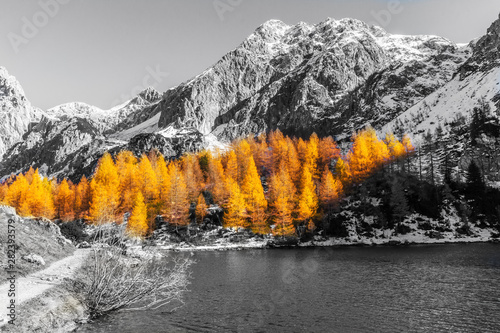 Goldene Lärchen am Tappenkarsee photo