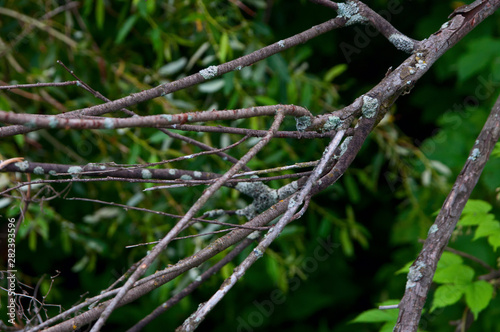 sprigs of nature
