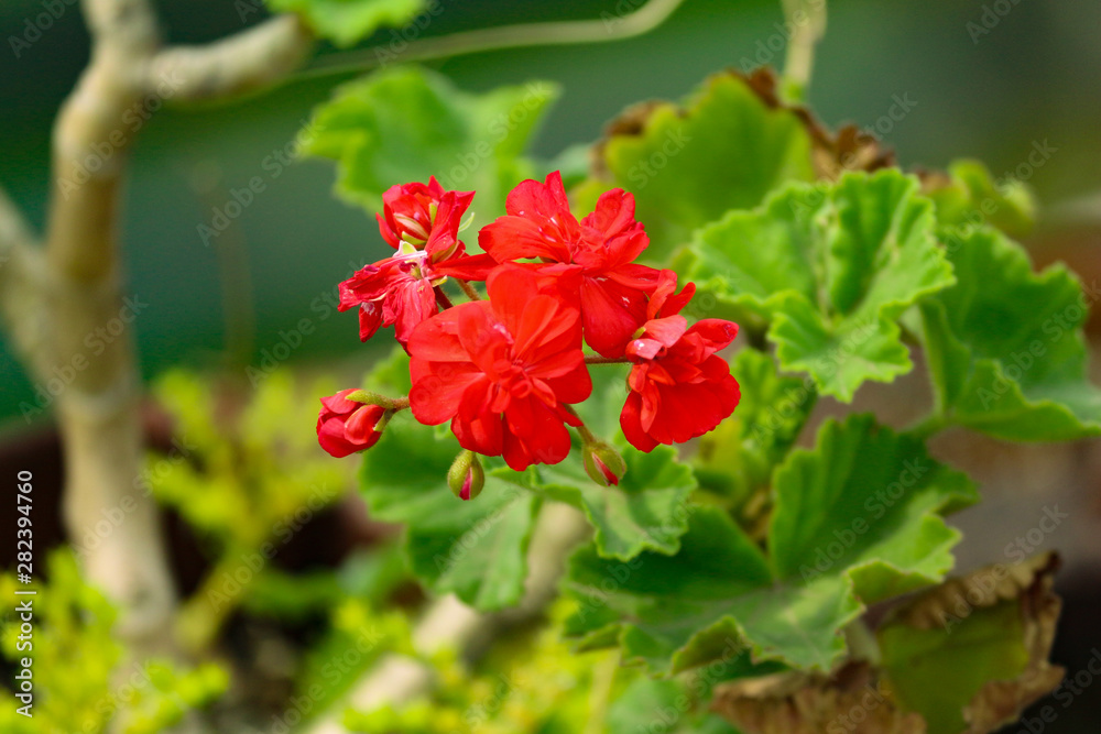 red flower in the garden red flower in the garden