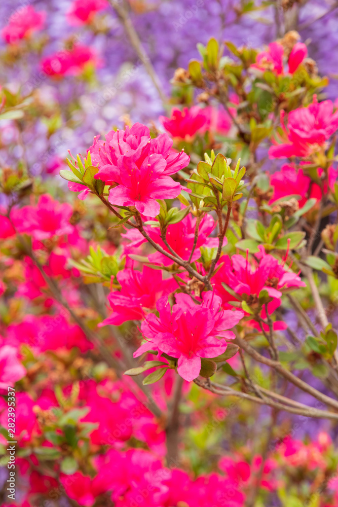 あしかがフラワーパーク 花の風景 あしかがフラワーパーク 花の風景