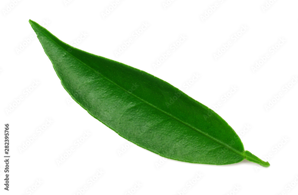 Fototapeta premium citrus leaves isolated on a white background.
