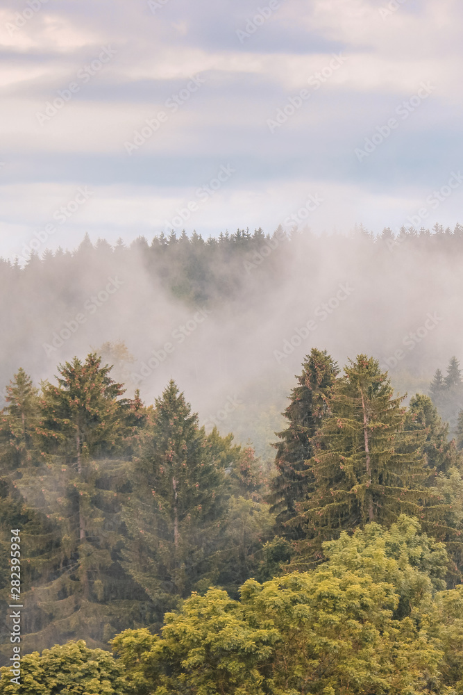 Vertical picture of foggy fall forest landscape photographed in early morning. Moody landscapes. Autumn background, misty. Hipster vintage retro style