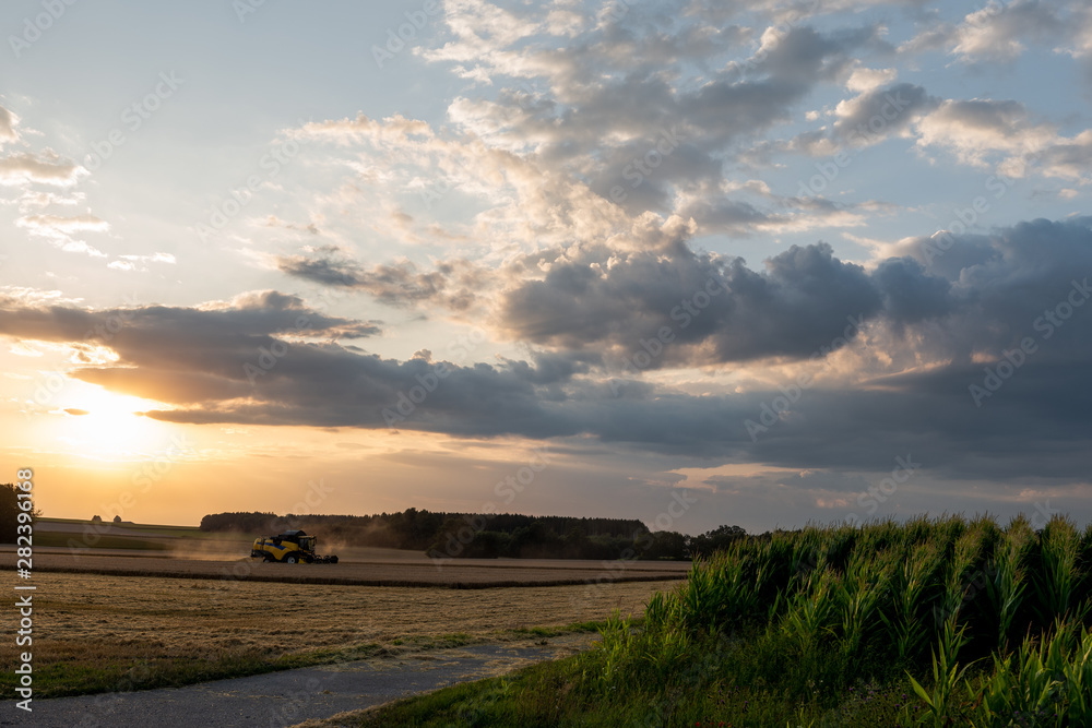 Abendhimmel mit Wolken mit Mähdrescher bei der Erntearbeit auf Getreidefeld und Maisfeld am Bildrand