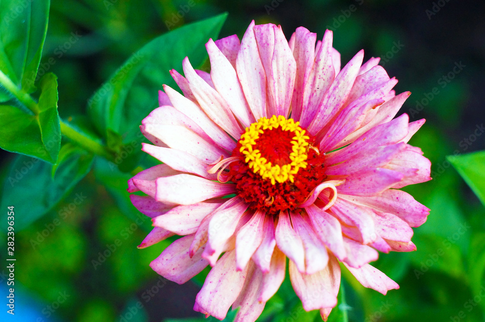 flower in garden flower in garden