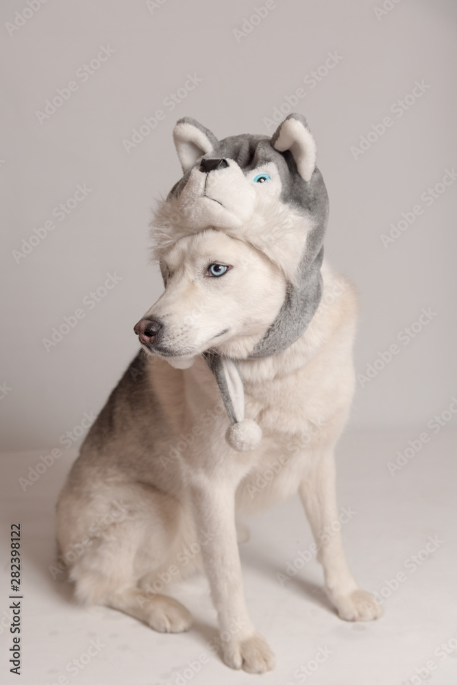 Funny siberian husky dog is in warm cap with animal ear flaps. Portrait of cute and beautiful dog in costume sitting among white background. Costume, party concept. Split personality. Copy space