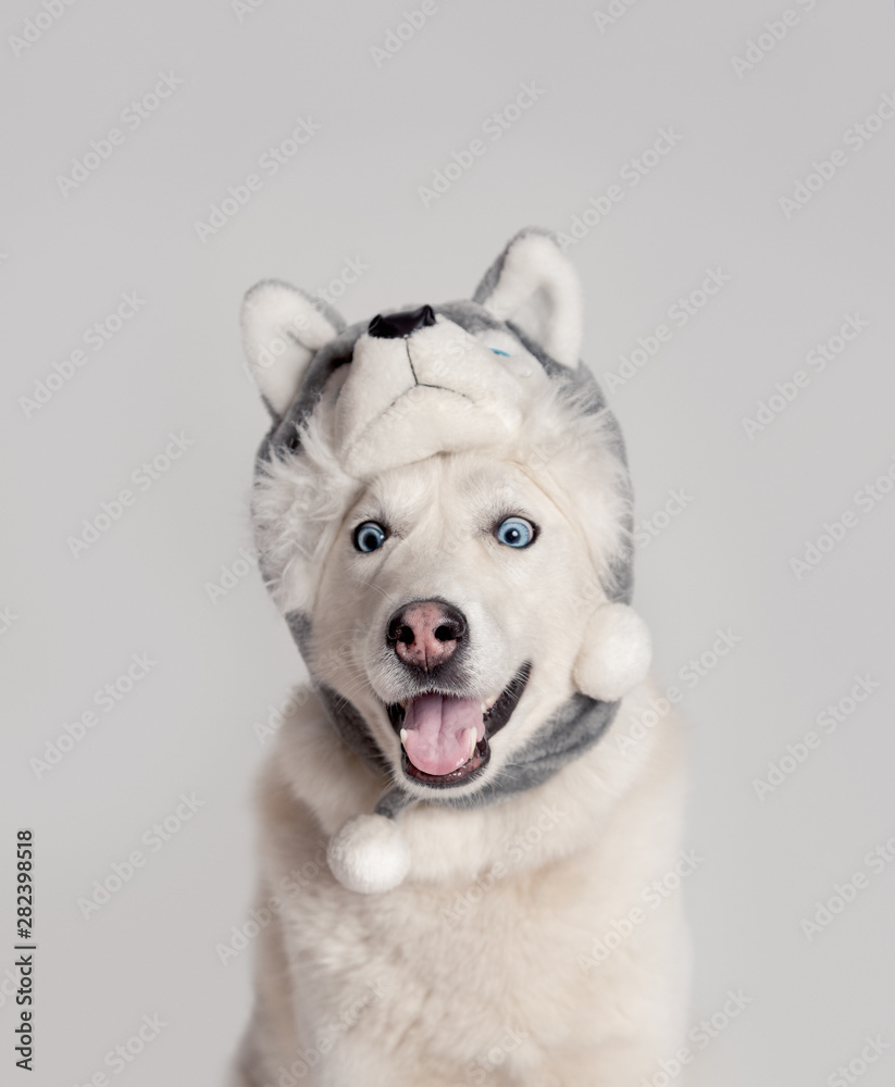 Happy siberian husky dog is in warm cap with animal ear flaps. Portrait of cute and beautiful dog in costume sitting among white background. Costume, party concept. Split personality