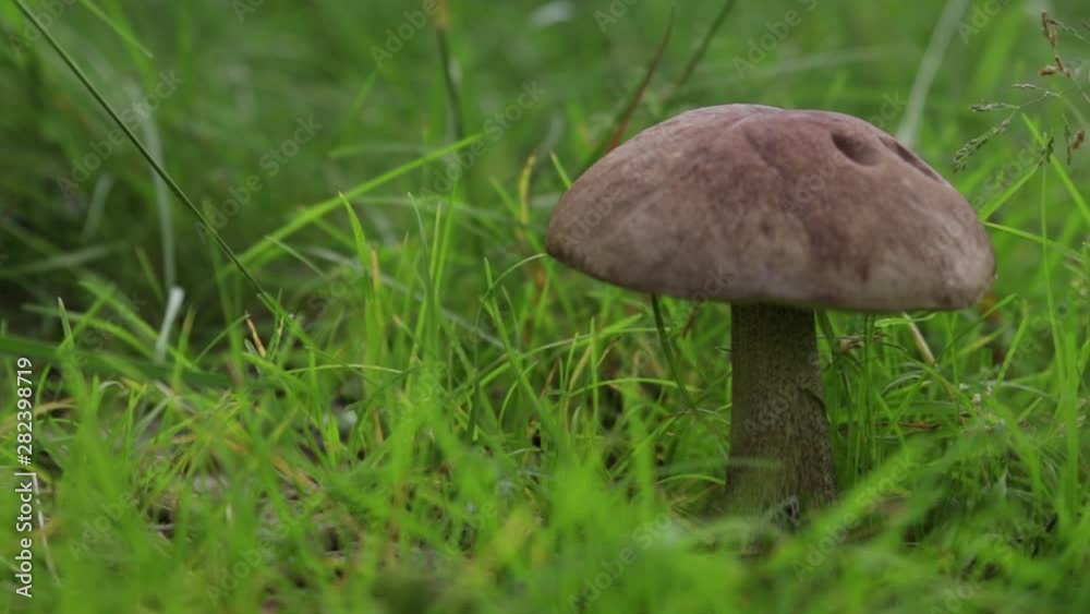 Mushroom of Leccinum family growing isolated inside a forest on grass during early summer in Sweden. Mushroom of Leccinum family growing isolated inside a forest on grass during early summer in Sweden.