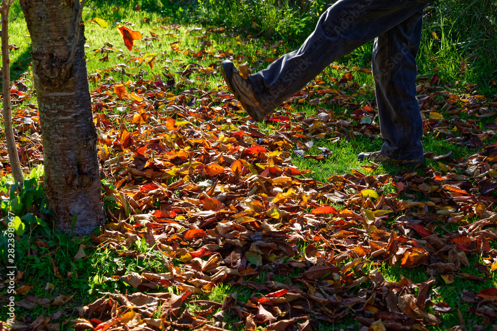 Colorful fall leaves are being kicked in the sunshine Colorful fall leaves are being kicked in the sunshine